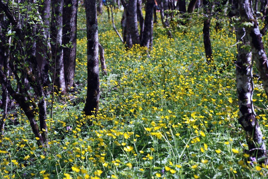 Соколине з panoramio.com (ч.2) - Соколиное