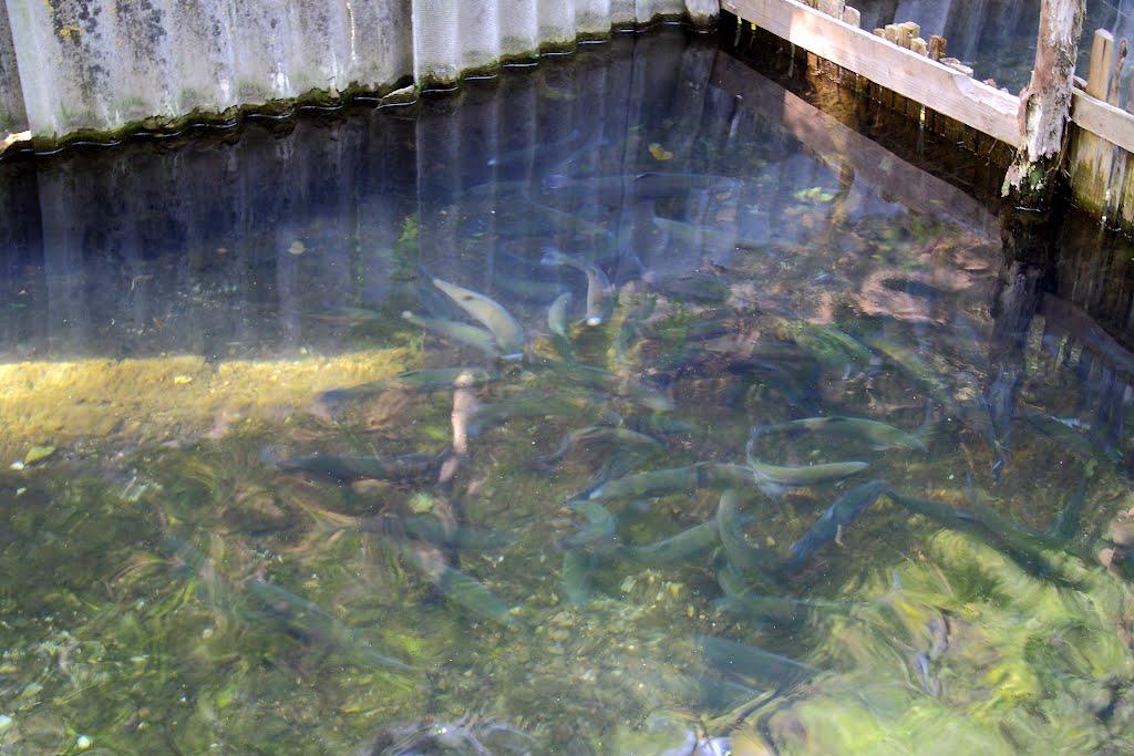 Біла Гора з panoramio.com - Біла Гора