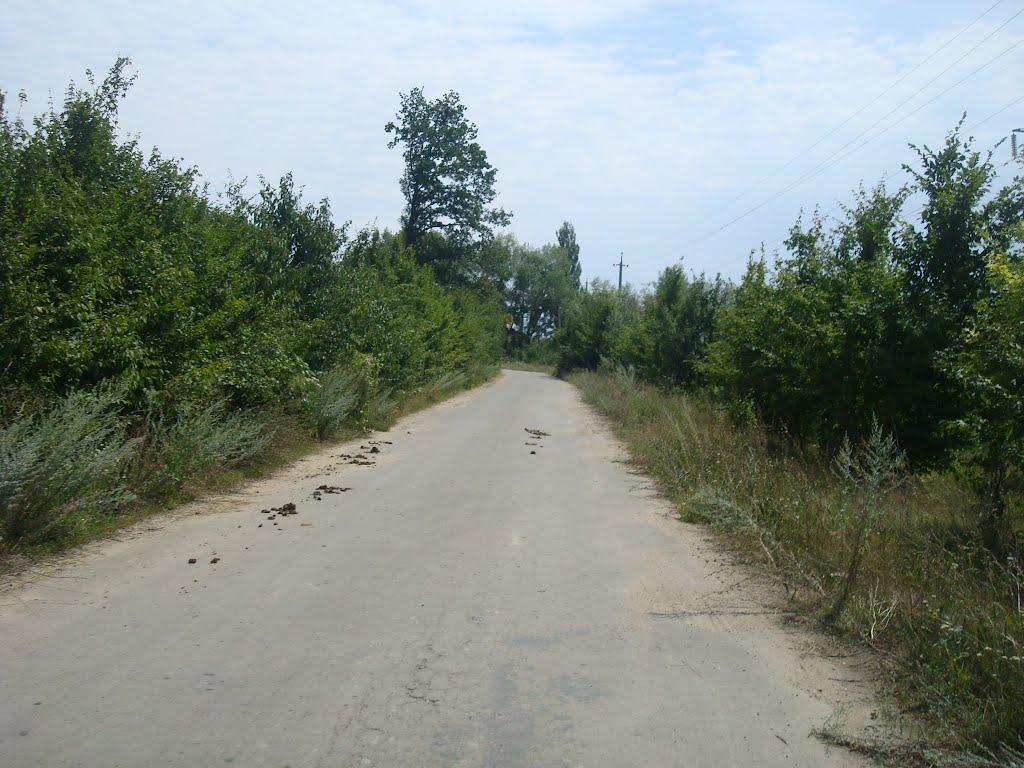 Ставчани з panoramio.com - Ставчаны