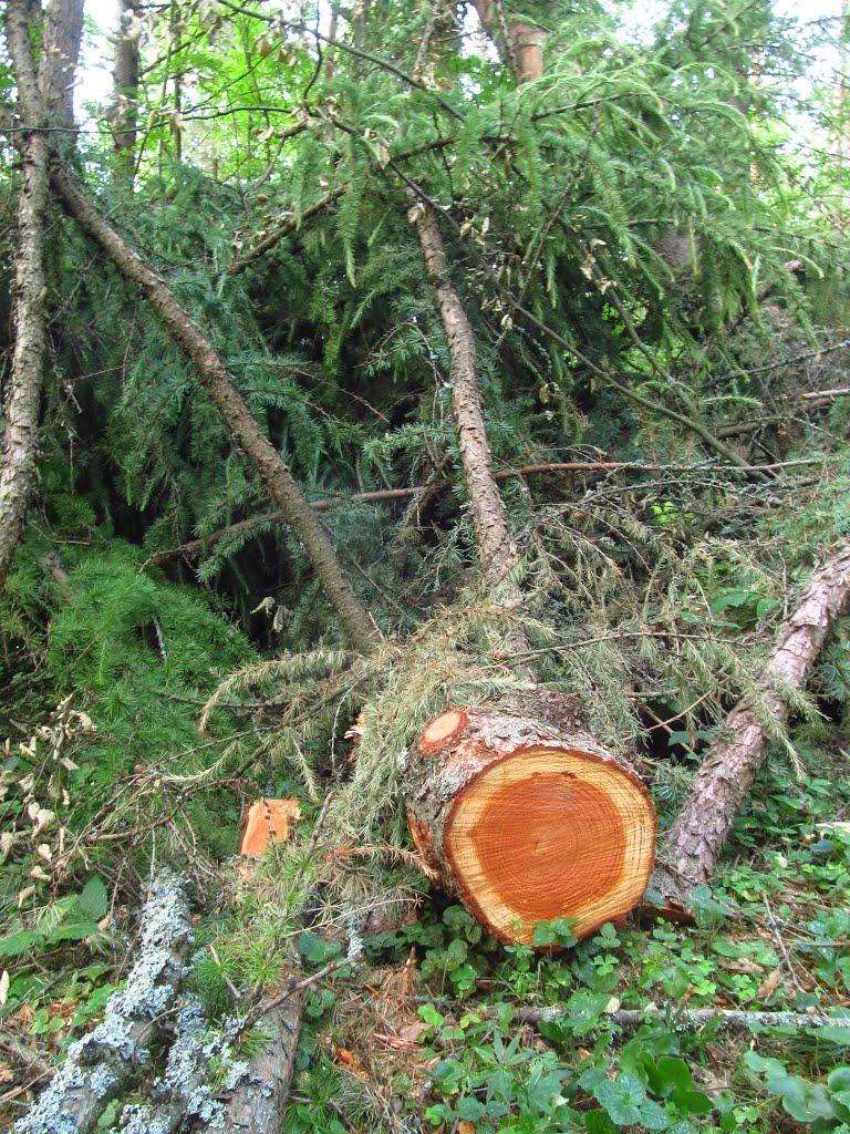 Маркова з panoramio.com - Маркова