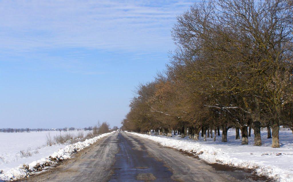 Августівка з panoramio.com - Августівка