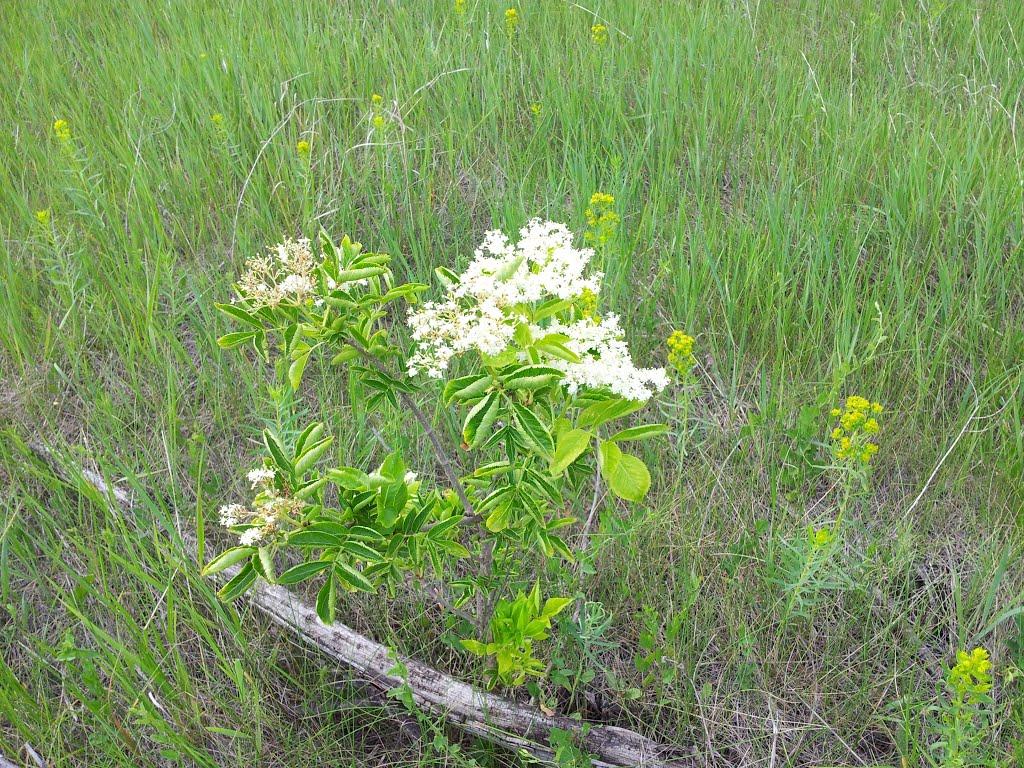 Хрящувате з panoramio.com - Хрящувате
