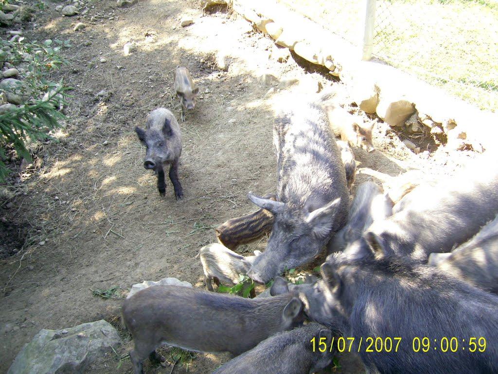 Ілемня з panoramio.com - Ілемня