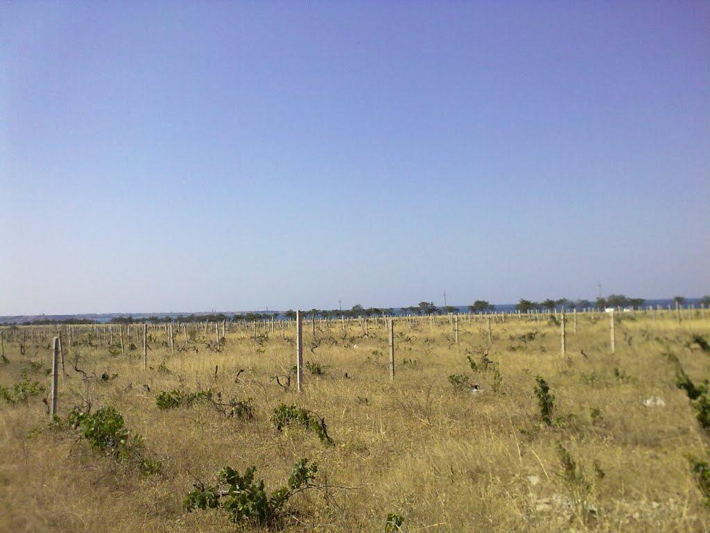 Берегове з panoramio.com - Берегово