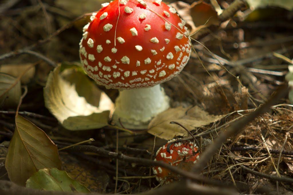 Газове з panoramio.com - Газове