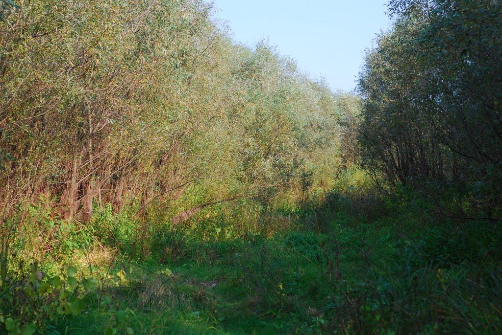 Макошине з panoramio.com - Макошине