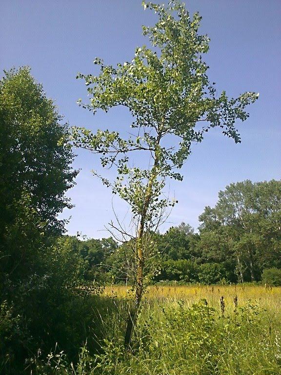 Приліпка з panoramio.com - Прилипка