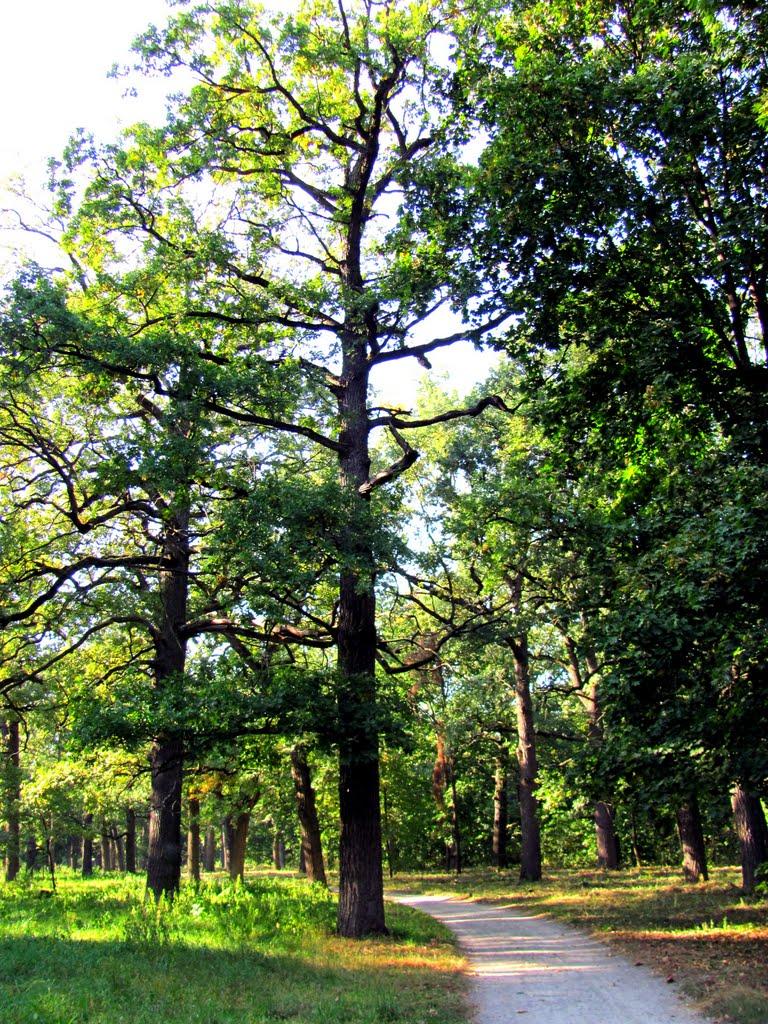 Глибочка з panoramio.com - Глибочка