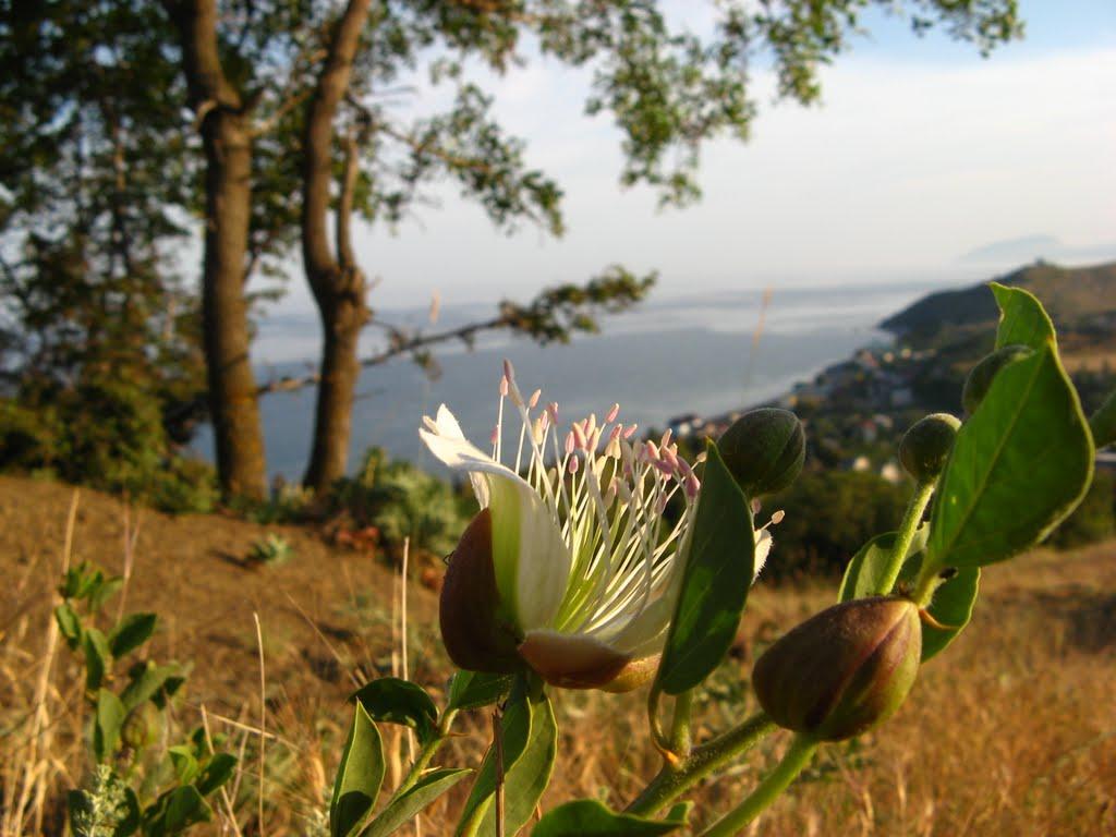 Малоріченське з panoramio.com - Malorichenske