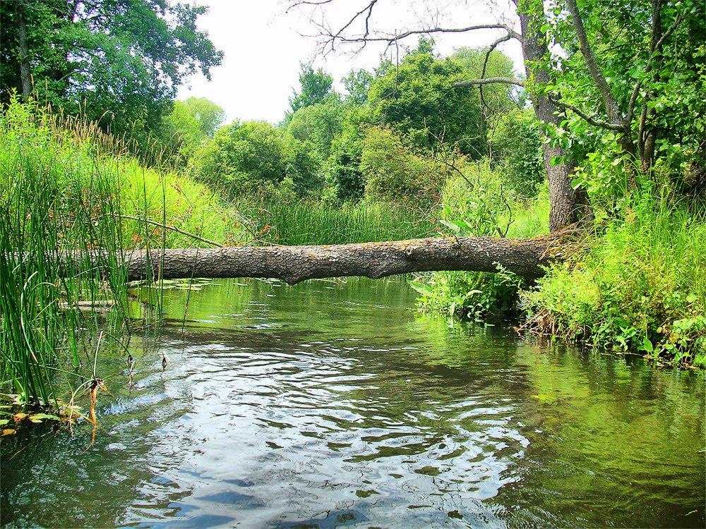 Поліське з panoramio.com - Полесское