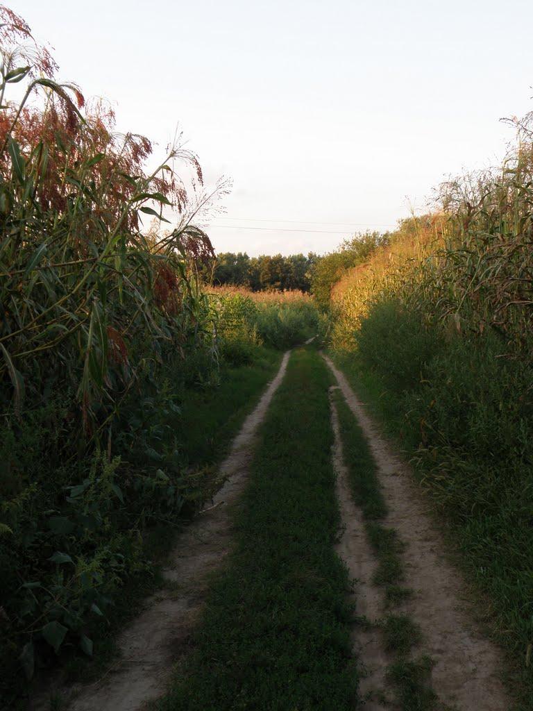 Саврань з panoramio.com - Саврань