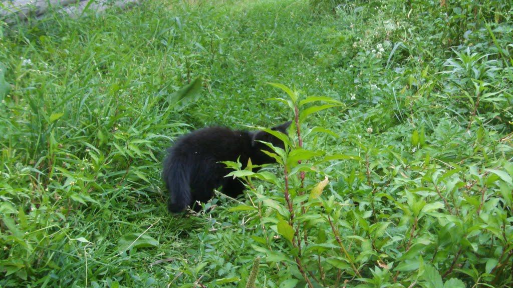 Машеве з panoramio.com - Машеве