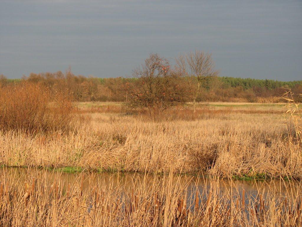 Куп'янськ з panoramio.com (ч.2) - Kupyansk