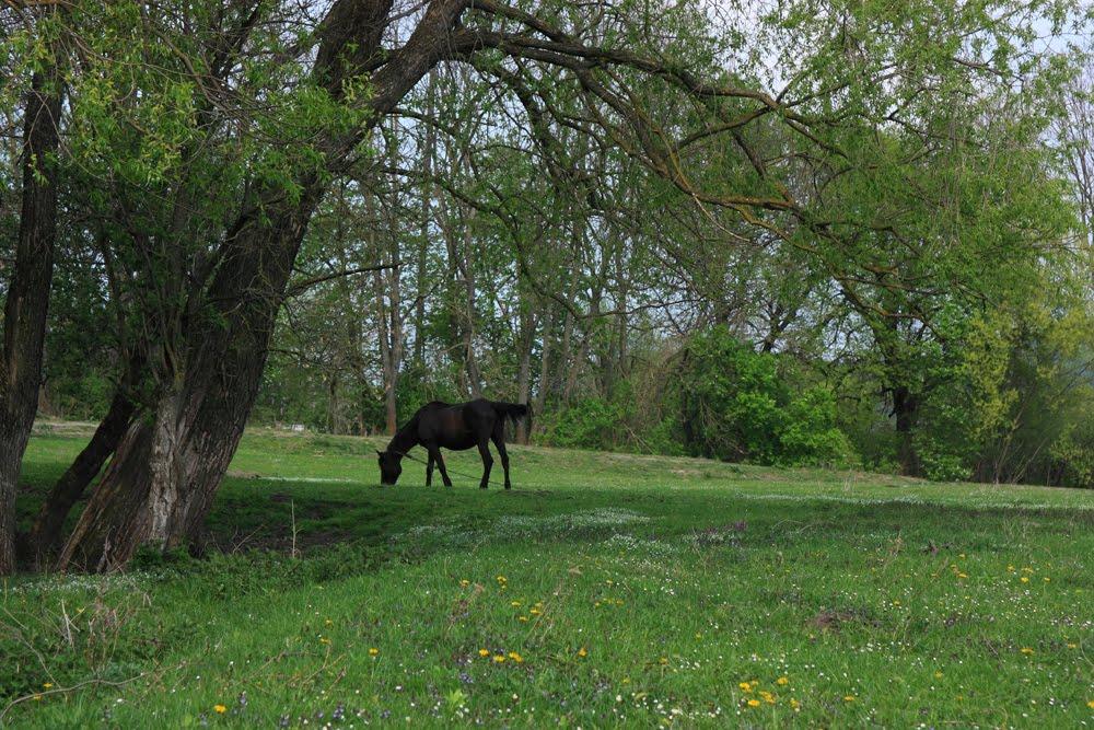 Білий Камінь з panoramio.com - Bilyy Kamin