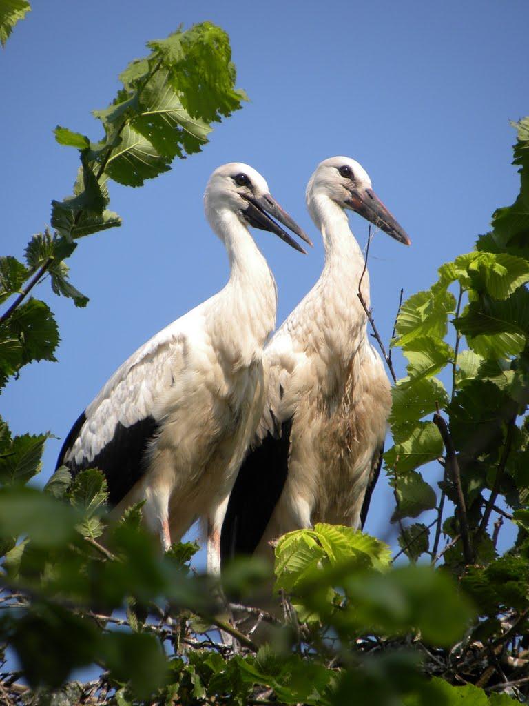 Зіньків з panoramio.com - Зіньків