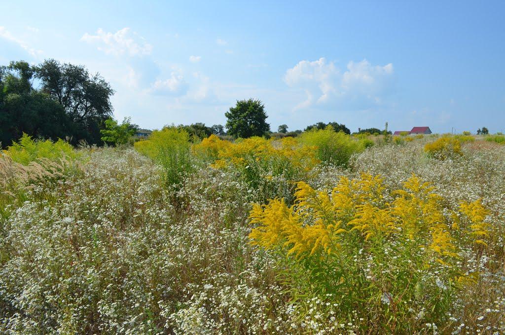 Сеньківка з panoramio.com - Сеньківка