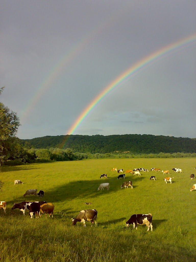 Журавно з panoramio.com - Журавно