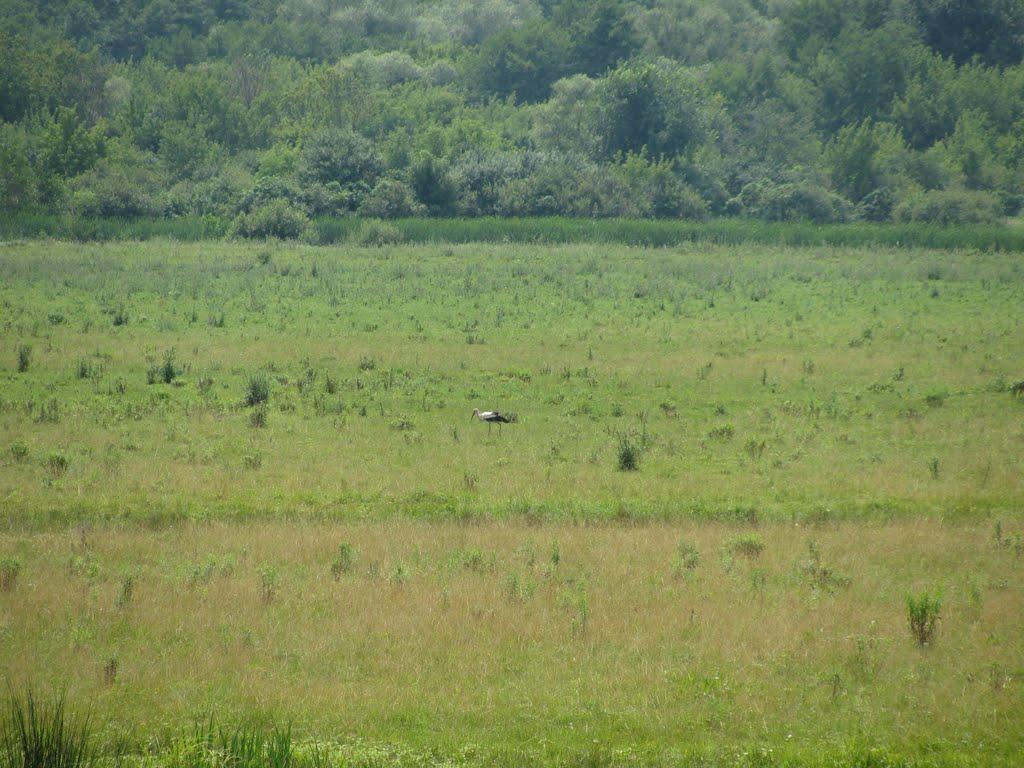 Кам'янка з panoramio.com - Кам'янка