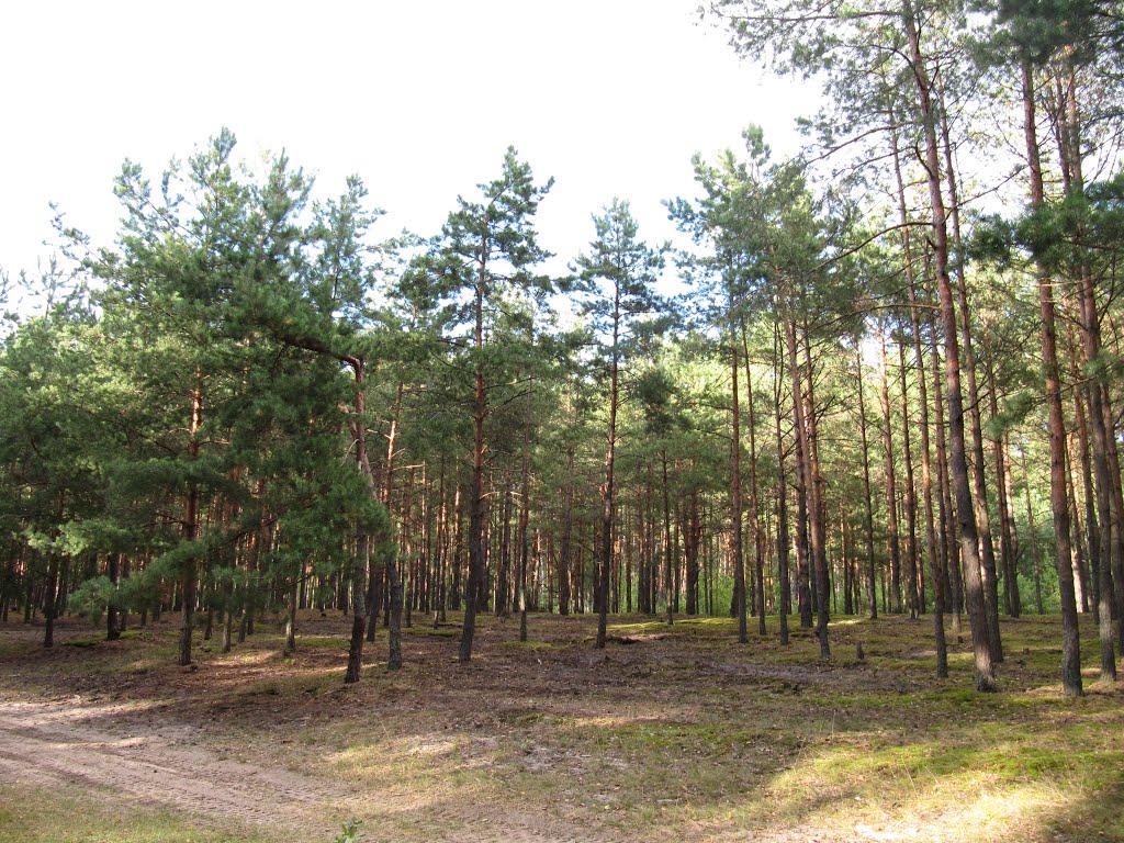 Мельники з panoramio.com - Мельники