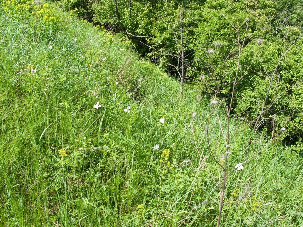 Луковиця з panoramio.com - Луковиця