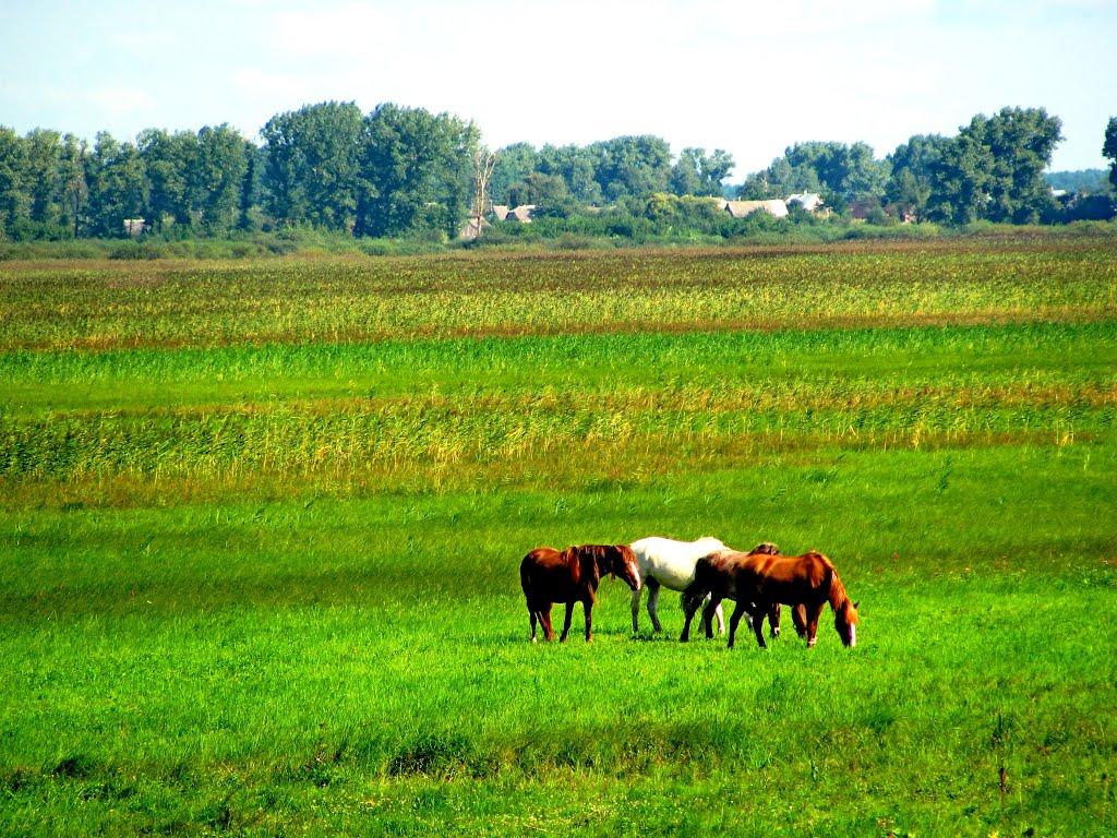 Четвертня з panoramio.com - Четвертня