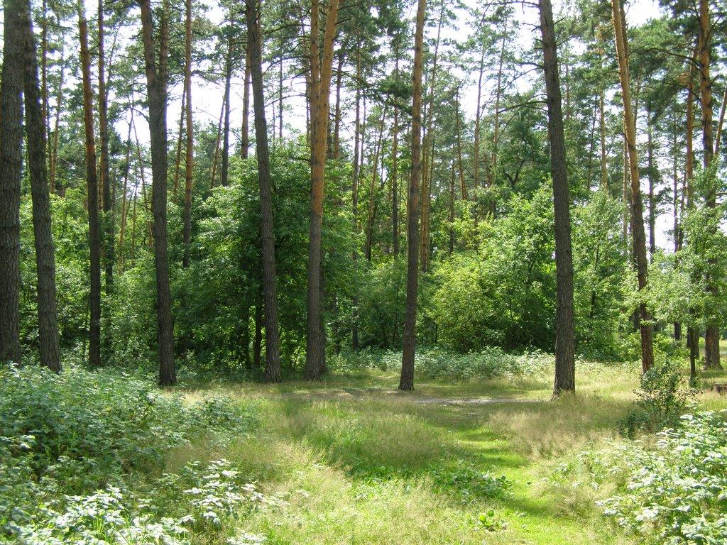 Коцюбинське з panoramio.com (ч.3) - Коцюбинское