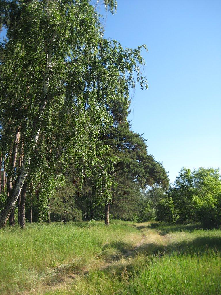 Курган з panoramio.com - Курган