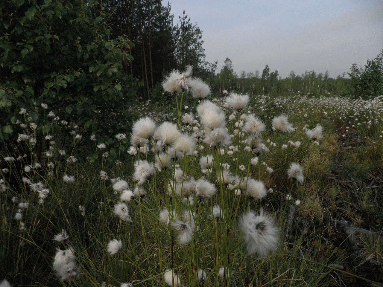 11111 - Борове