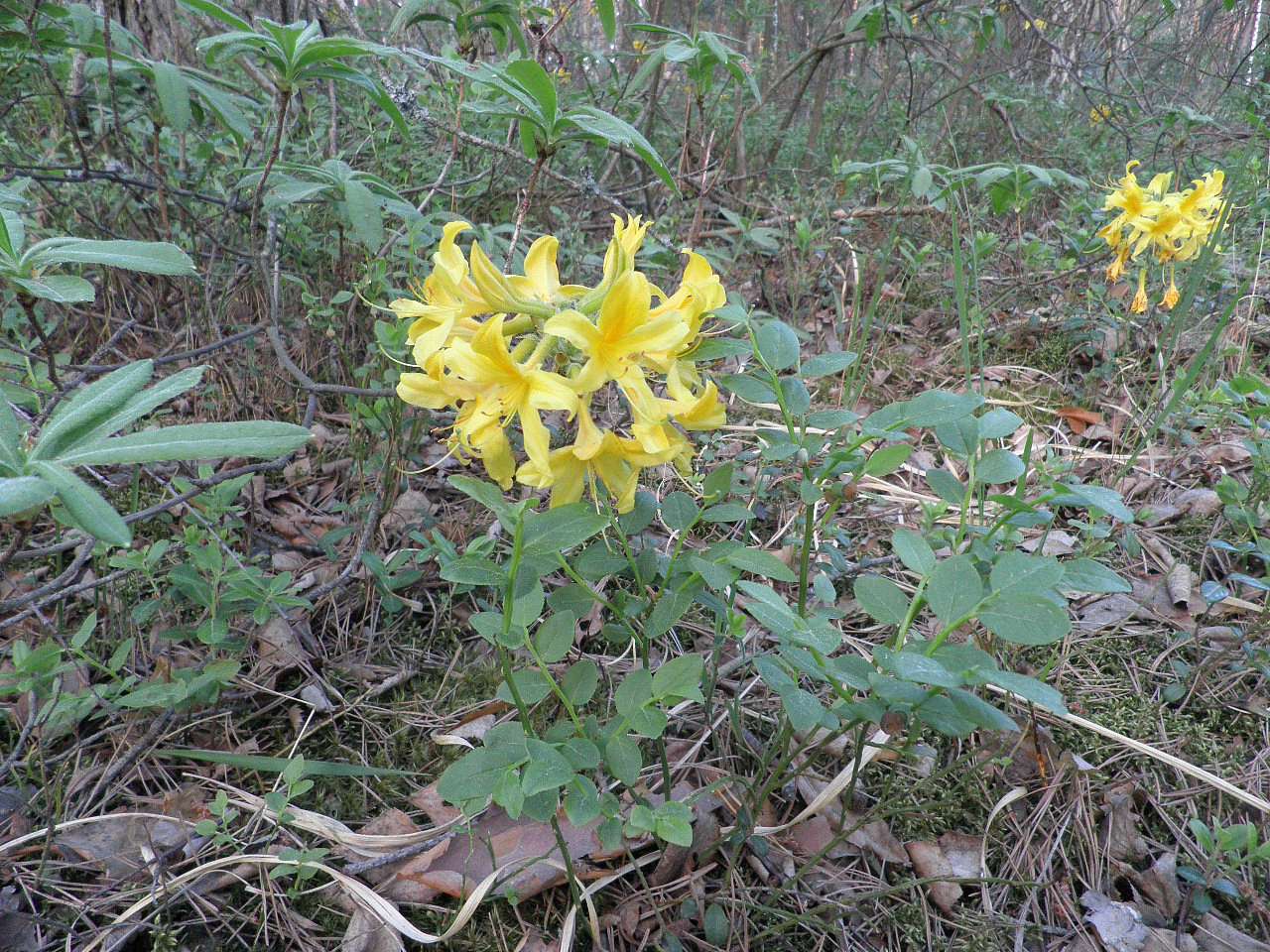 11111 - Борове