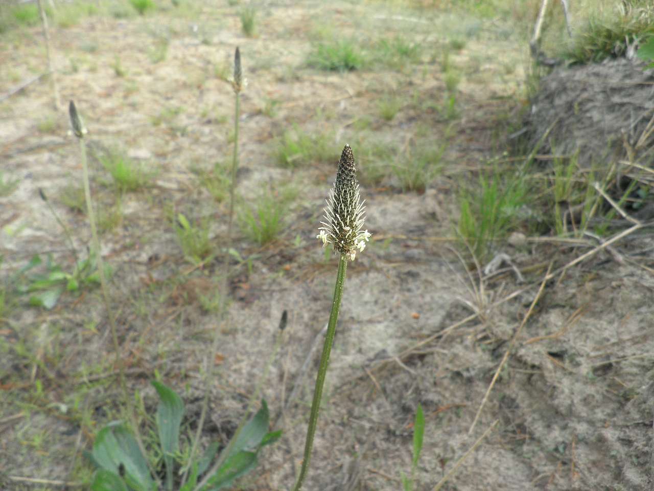 11111 - Борове