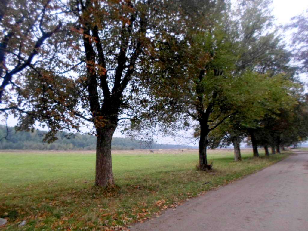 краєвид - Грабовець