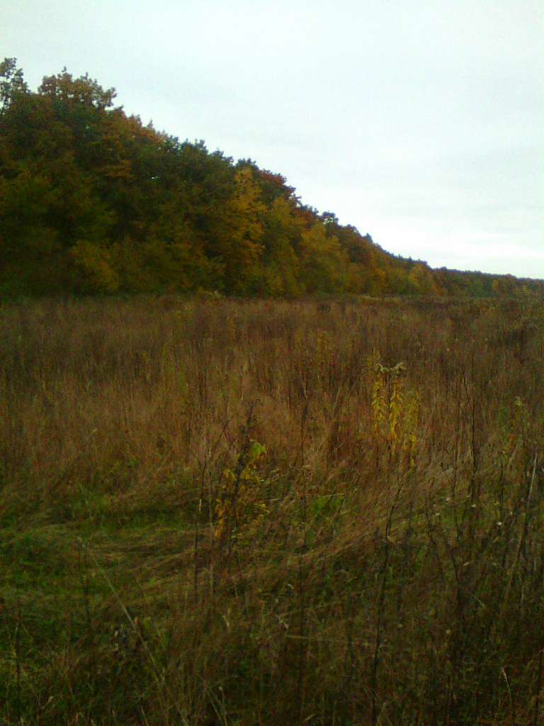 Сусолівський ліс - Сусолів