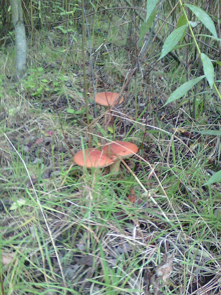 Тулиголови - Тулиголове