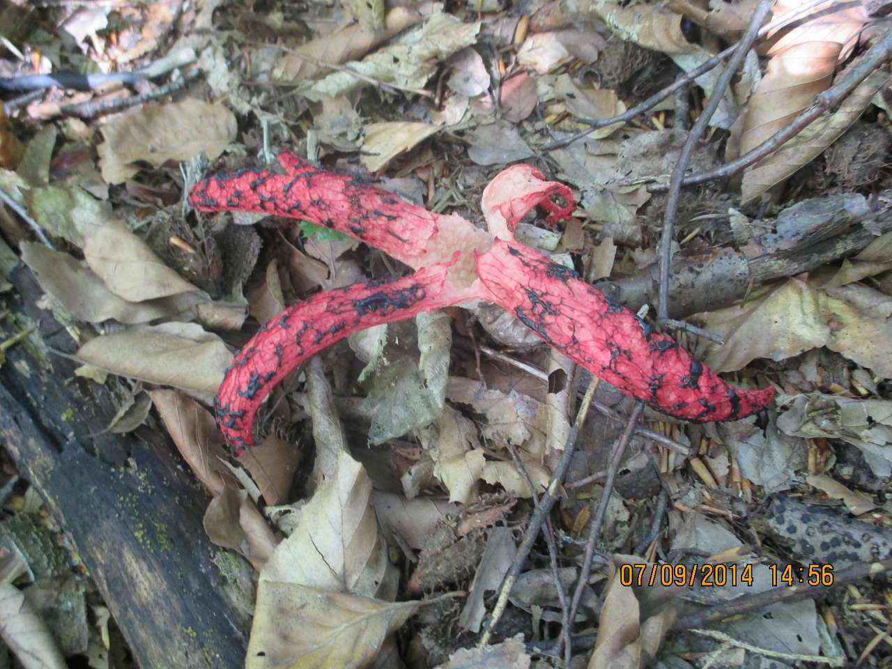 так - Буковець