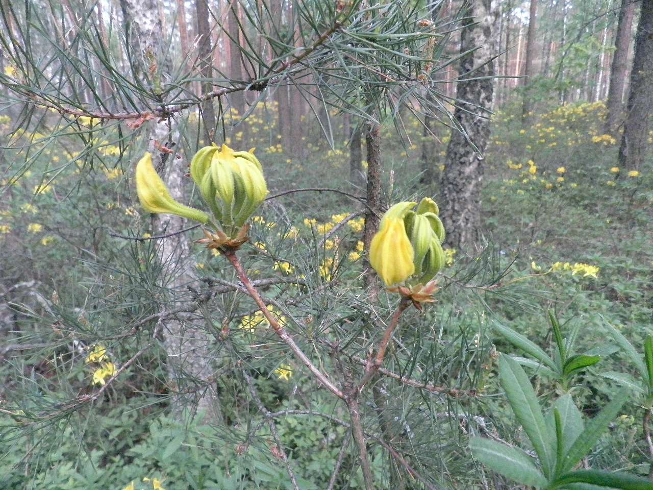 11111 - Боровое