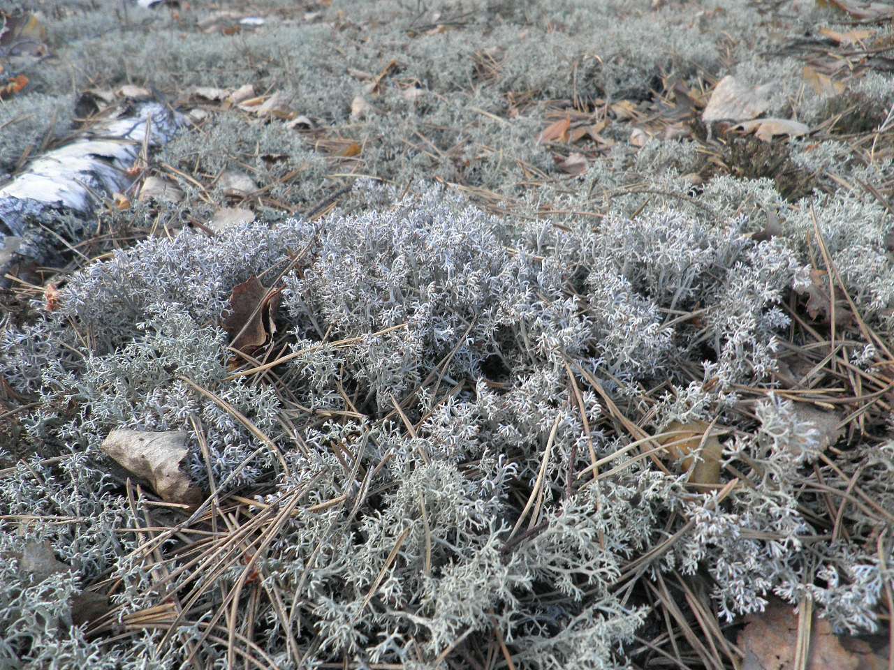 11111 - Борове