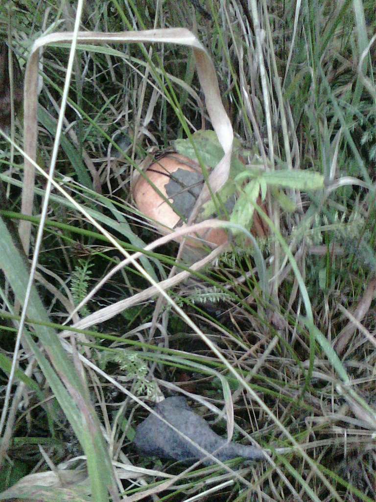 Грибні місця - Переможне