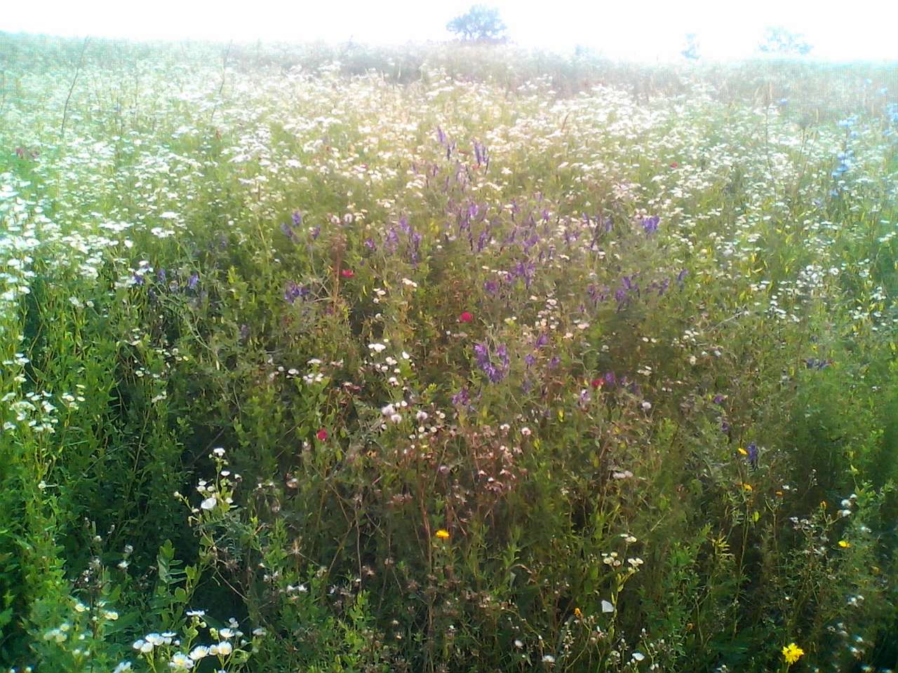 Хоросно 2014 - Хоросно