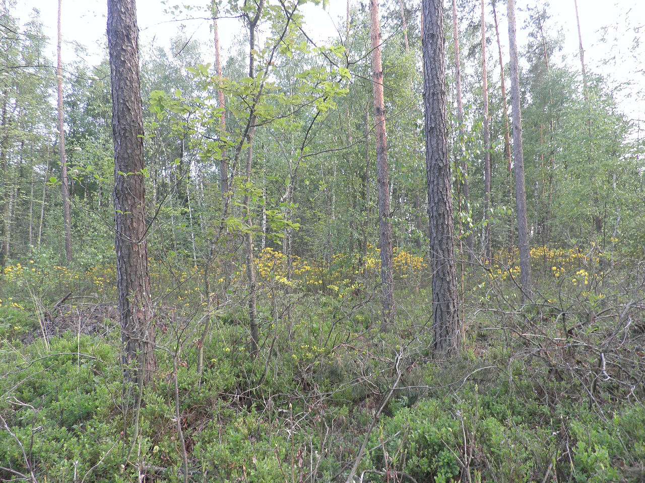 11111 - Борове