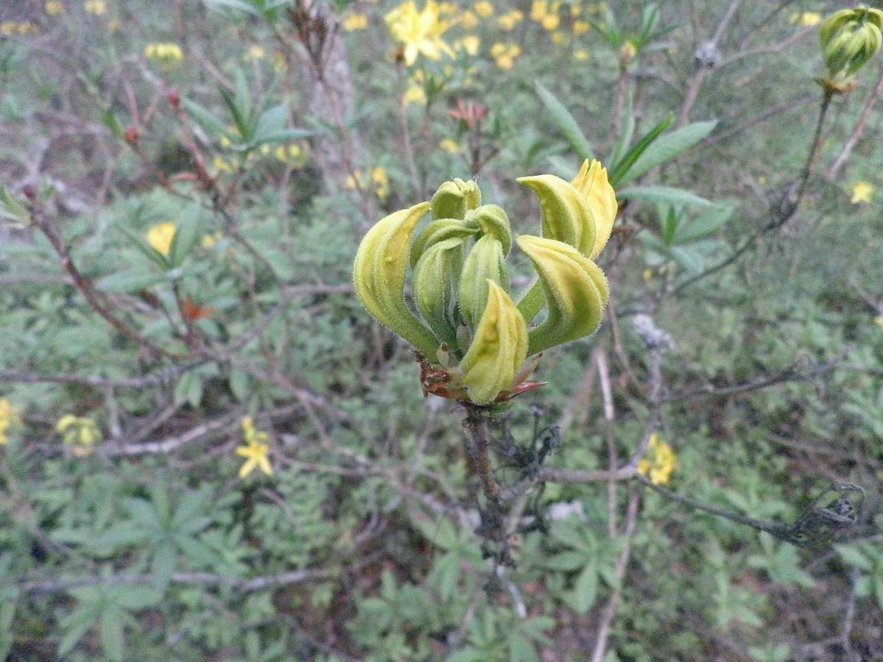 11111 - Боровое