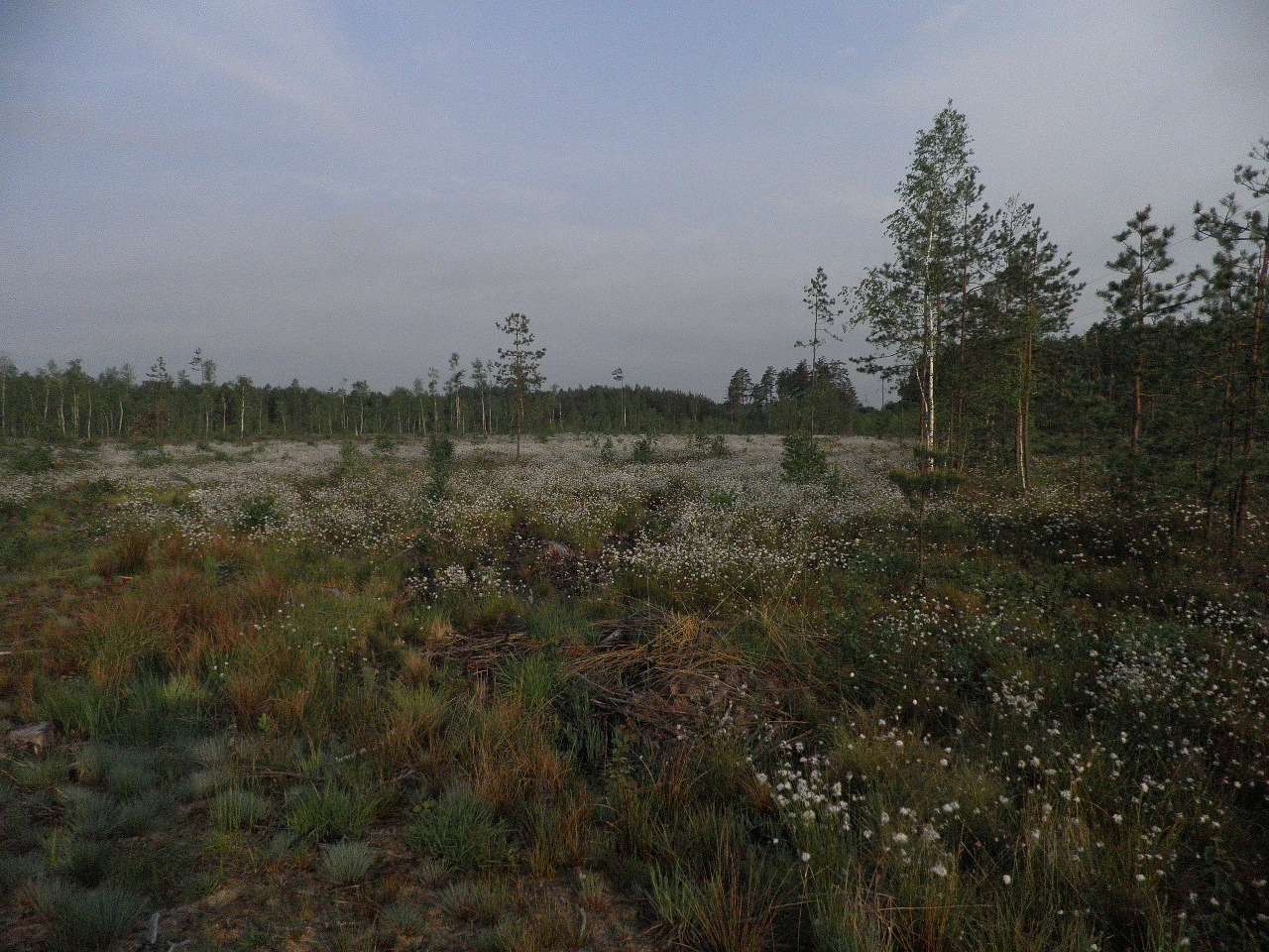 11111 - Боровое