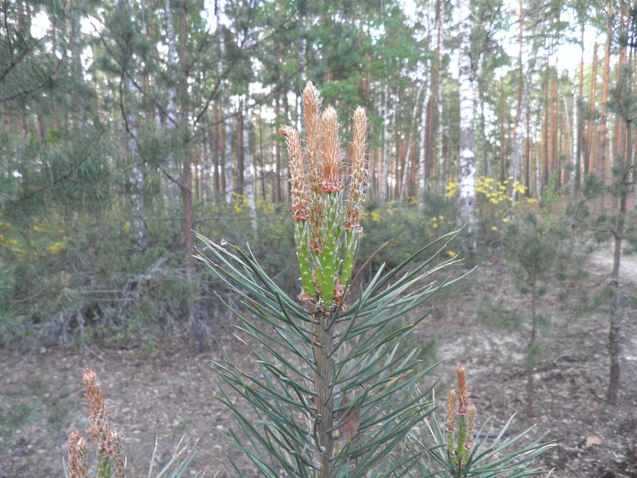 11111 - Борове