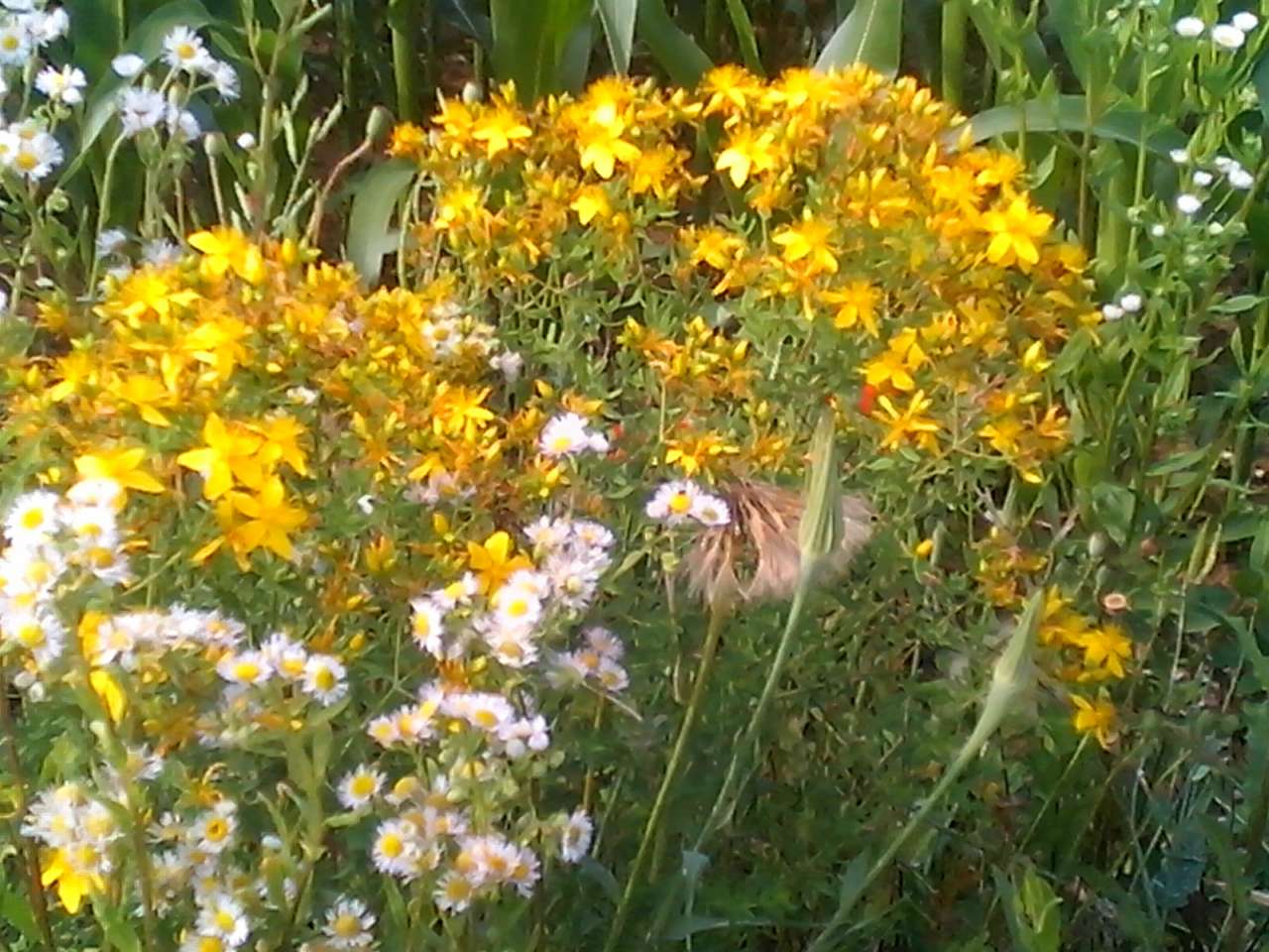 Хоросно 2014 - Хоросно