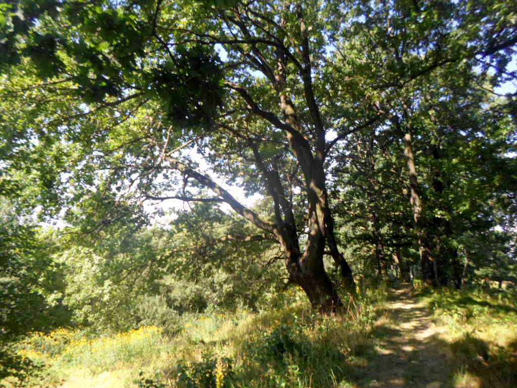 краєвид - Станків