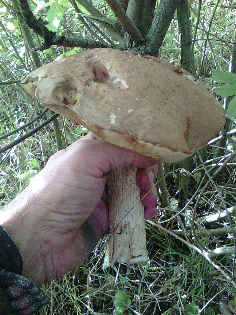 Грибні місця - Переможне