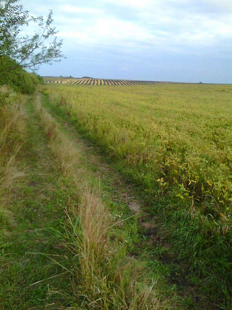 Тулиголови - Тулиголове