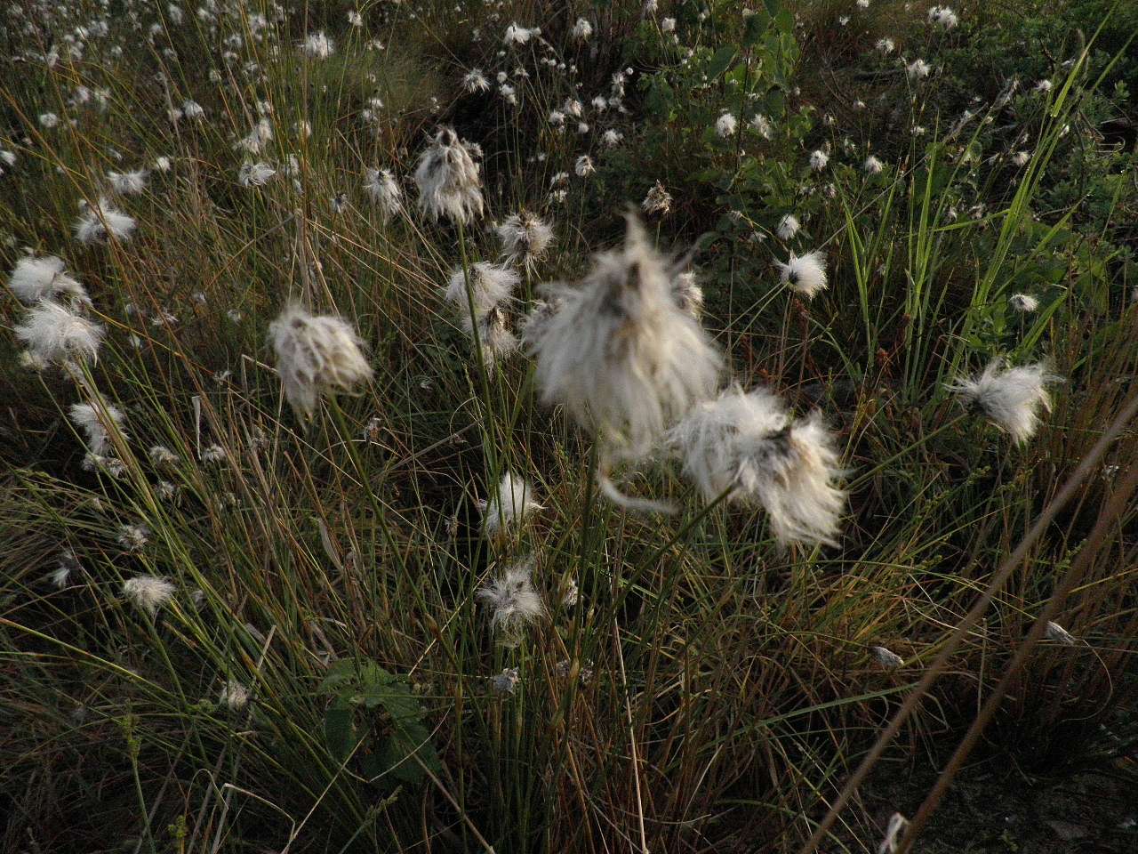 11111 - Боровое