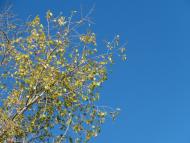 Тарноруда з panoramio.com