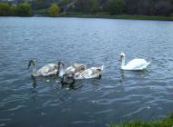 Розсохуватка - Останні фото