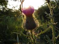 Дронівка з panoramio.com